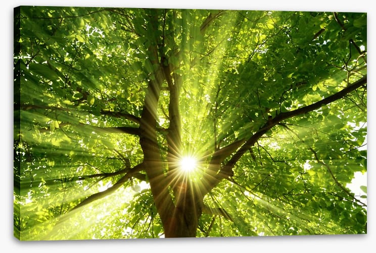 Sunbeam through the bough
