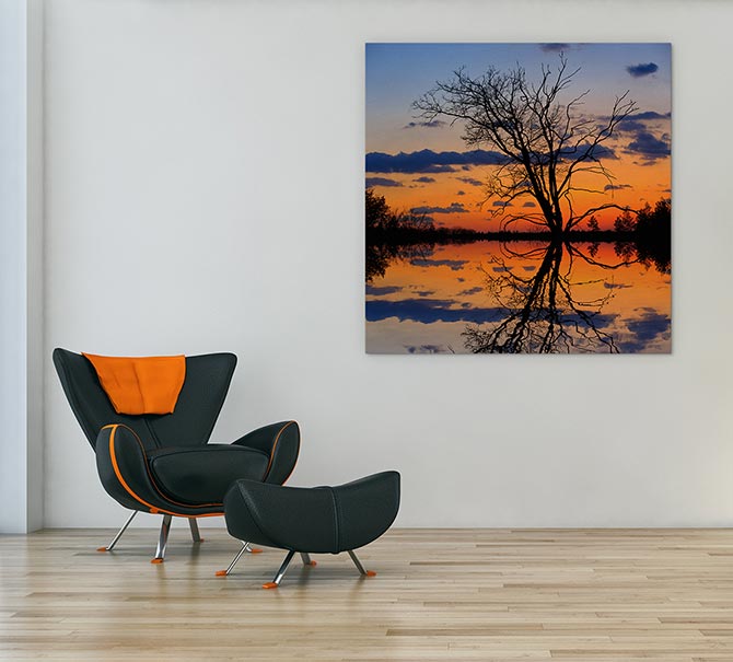 Sunset tree silhouette