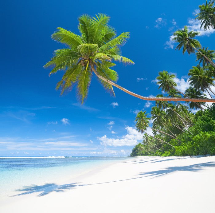 Coconut cove