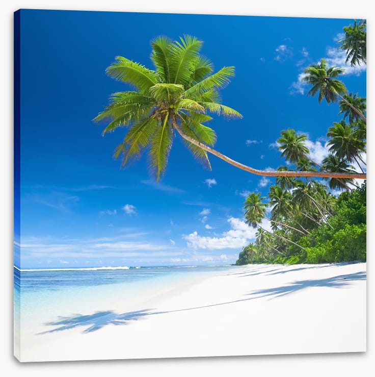 Coconut cove
