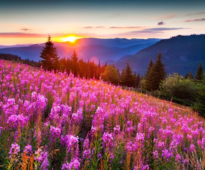 Sunrise across the meadow