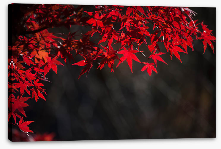 Red maple veil