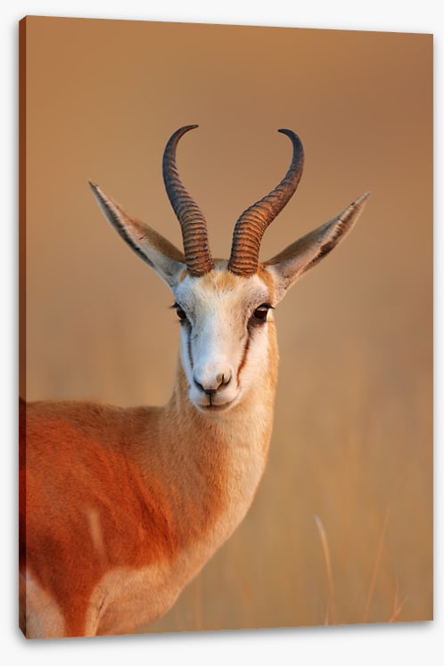 Mammals