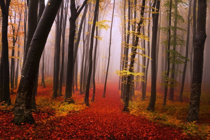 Autumn in the fairytale forest
