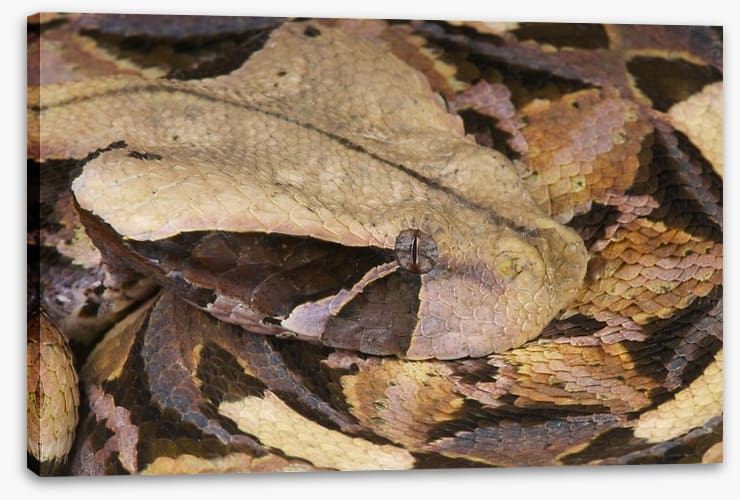 Reptiles / Amphibian