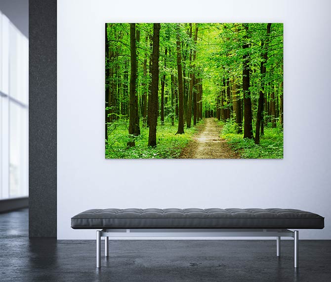 Dazzling forest