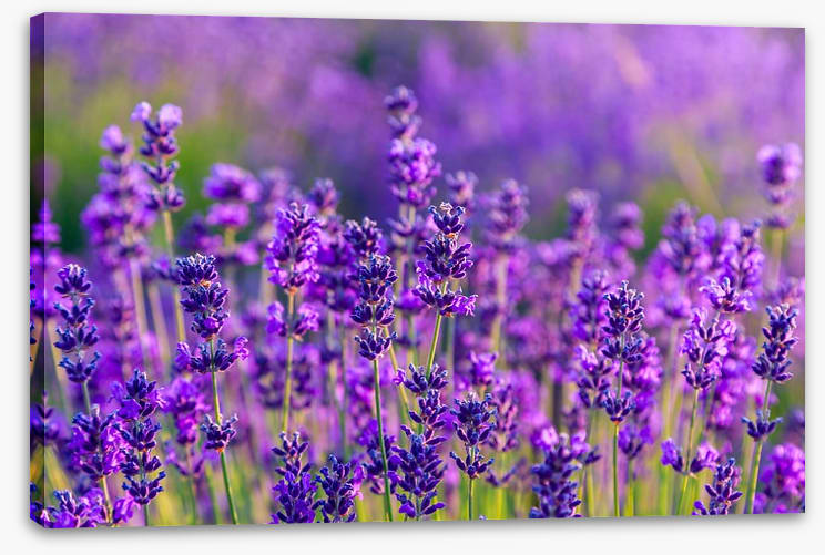 Vibrant lavender field