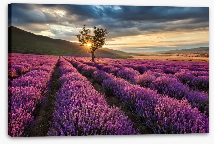Meadows
