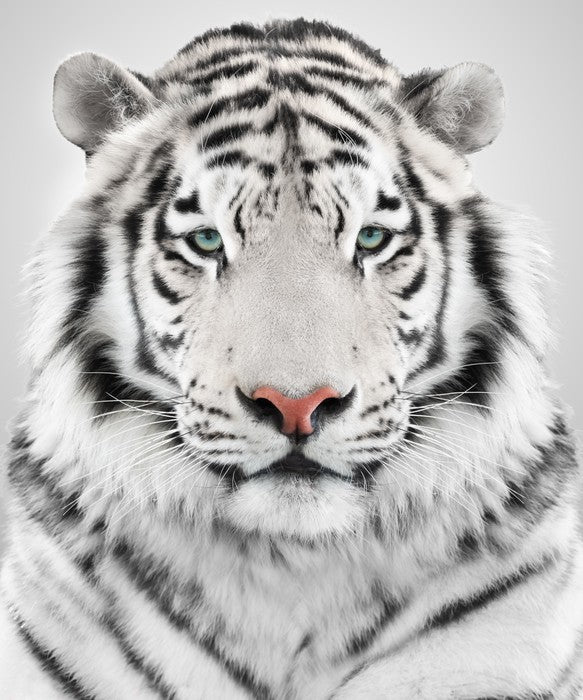 White tiger