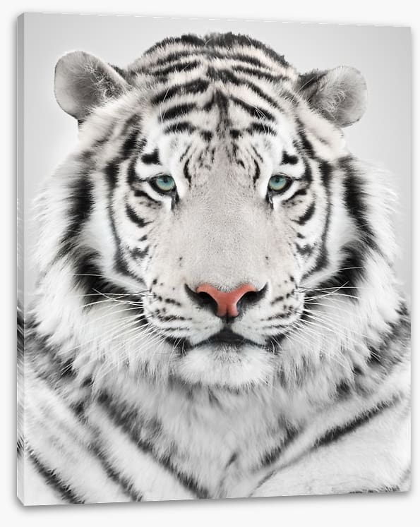 White tiger
