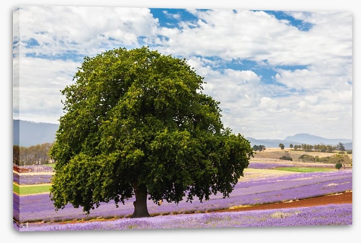 Tree in the lavender field