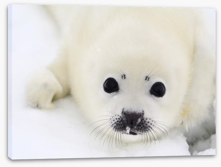 Baby harp seal pup