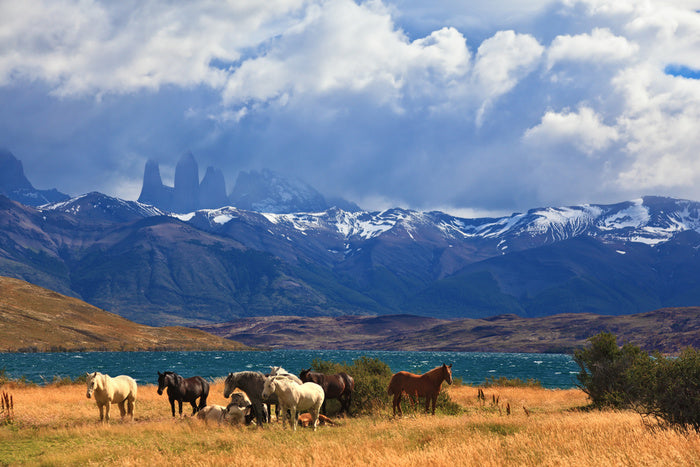 South America
