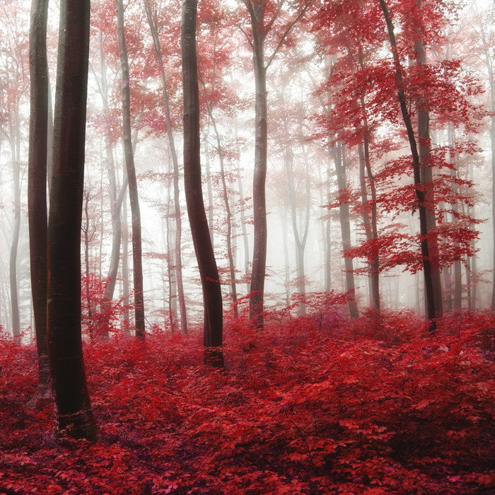 Glowing Autumn forest