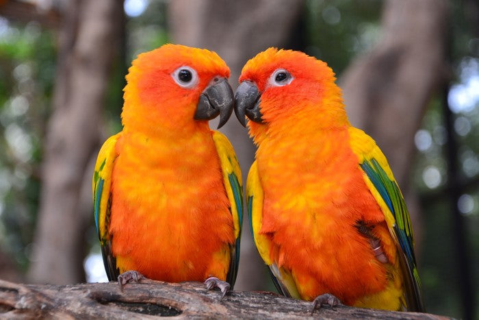 Sun parakeet kiss