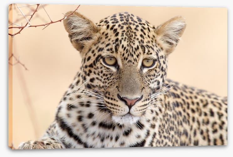 Serengeti stare