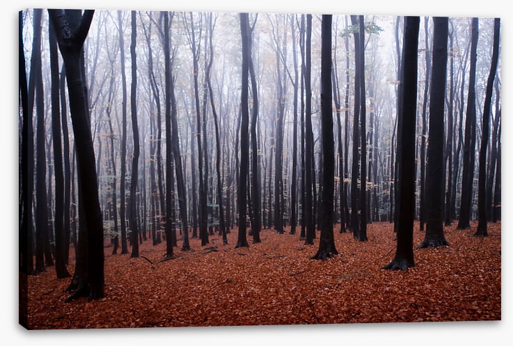 Forests