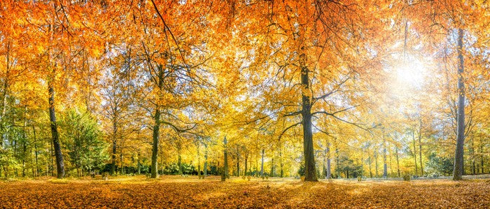 Sunlight in the Autumn forest