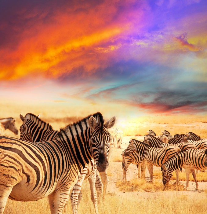Serengeti sunset