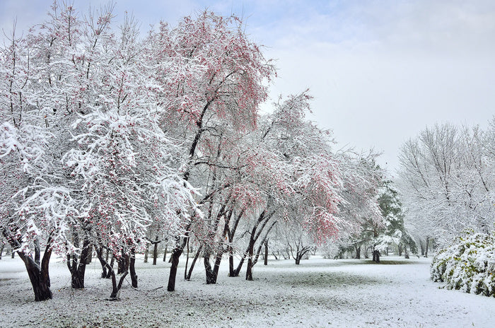 The start of winter