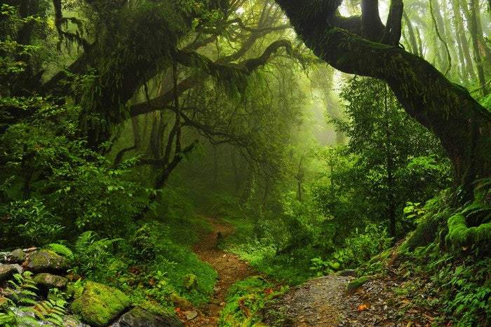 Amazon jungle