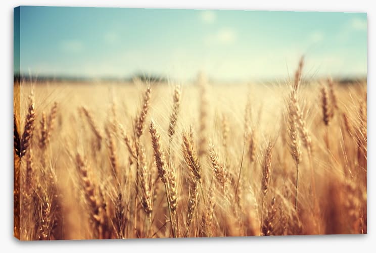 Golden wheat