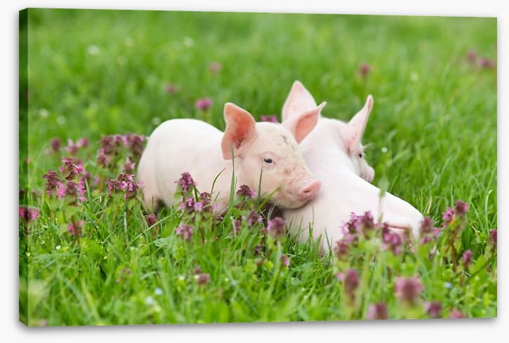 Piglet snuggles