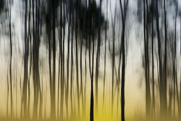 Dawn in the forest