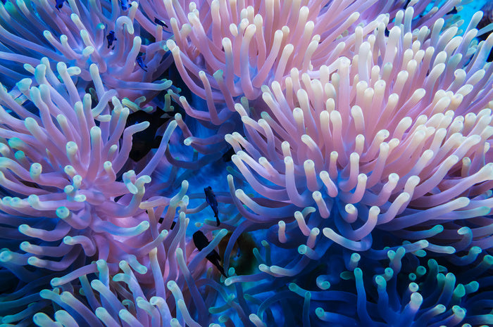 Anemone tips