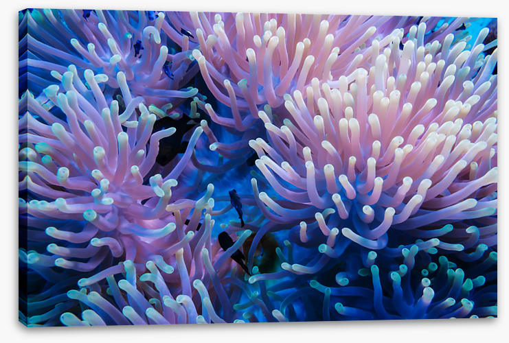 Anemone tips