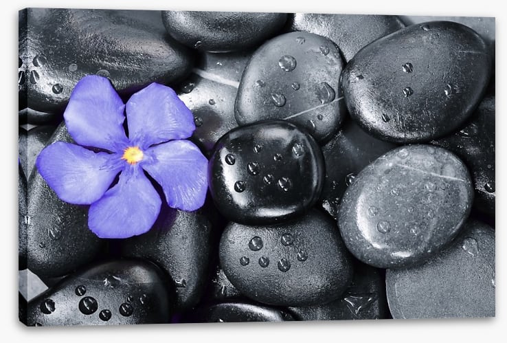 Violet oleander