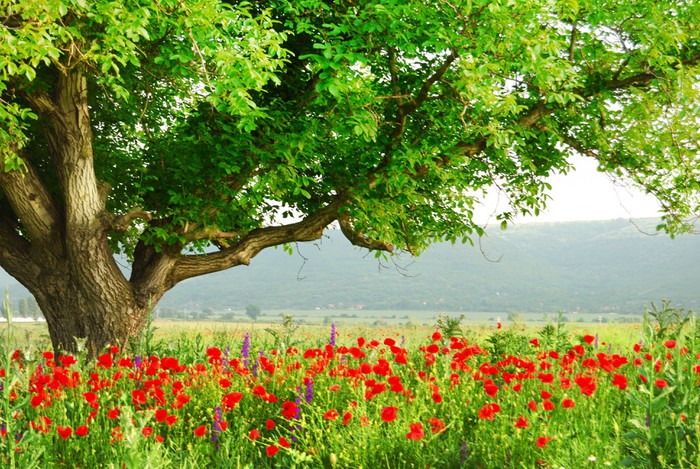 Green tree in the poppy field