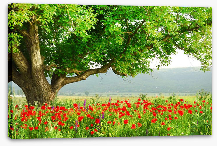 Green tree in the poppy field