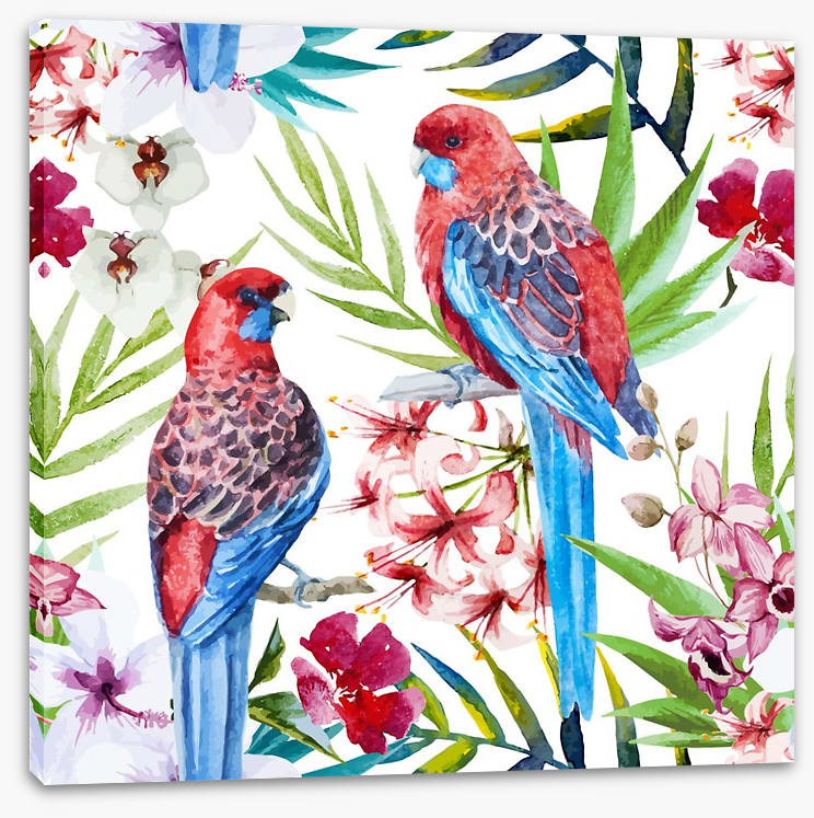 Two crimson rosellas