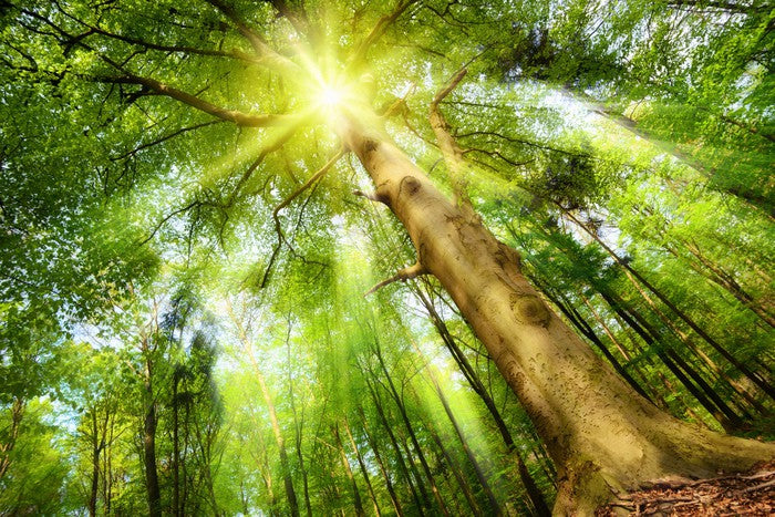 Beech for the sky
