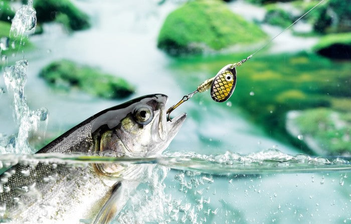 Taking the bait