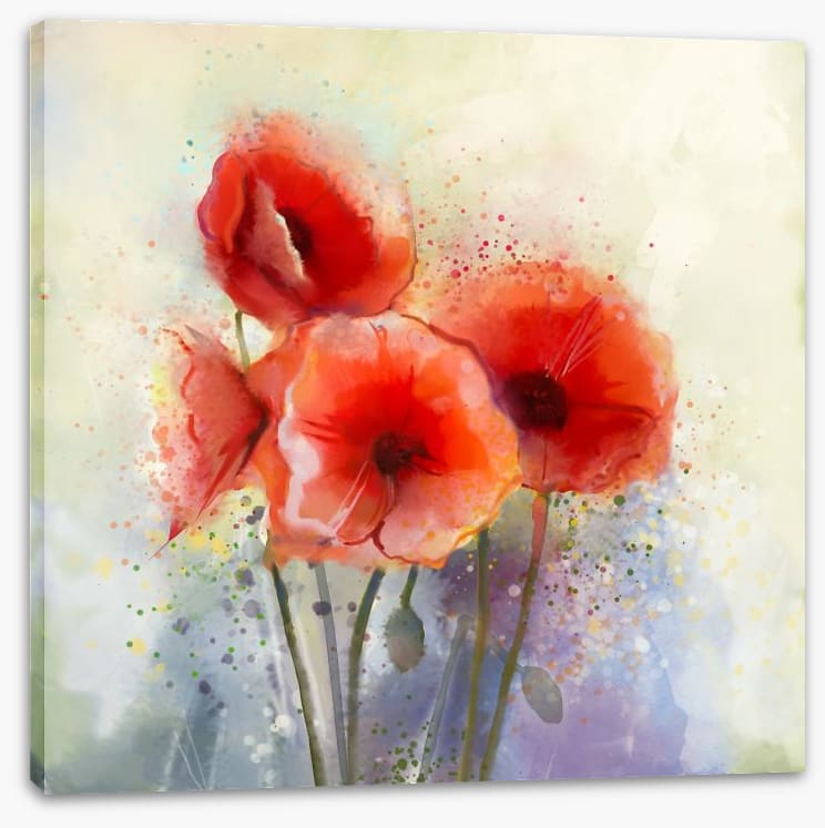 Red poppy splash