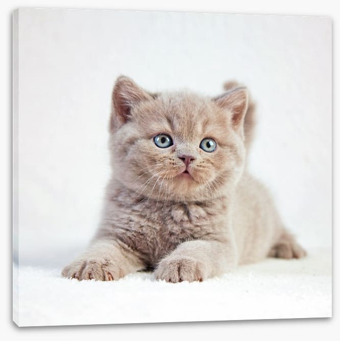 Kitten eyes