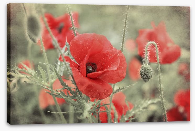 Vintage poppy