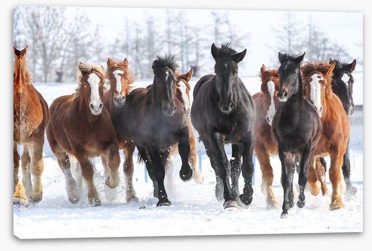 Winter gallop