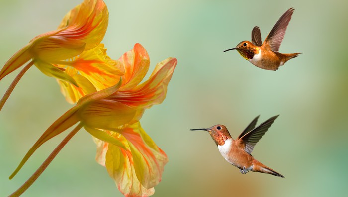 A flower each