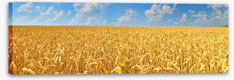 Agriculture