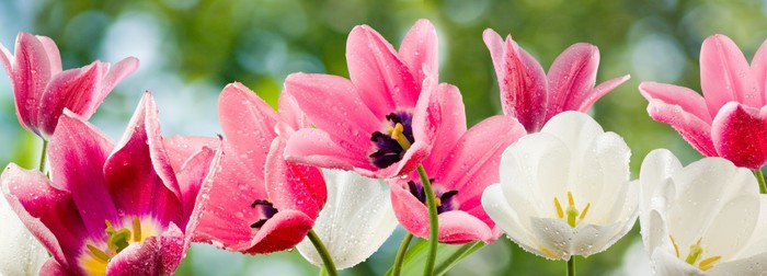 Tulip party
