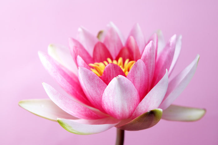 Lotus revealed