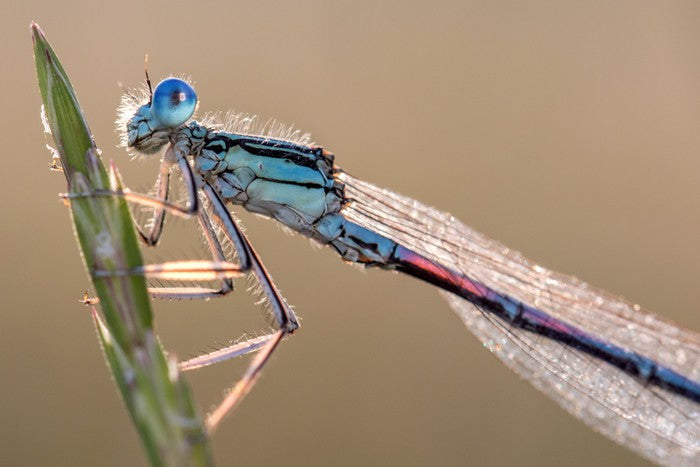 Insects