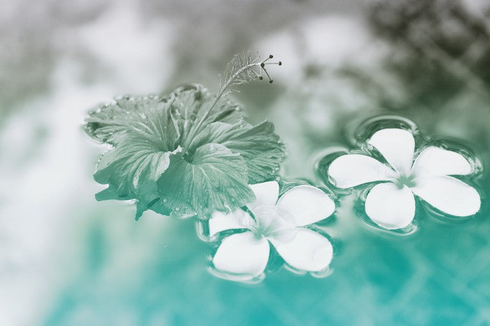 Floating hibiscus