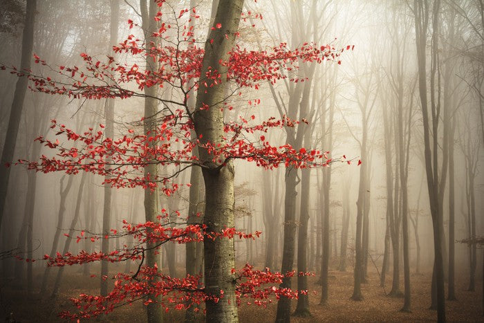 Last Autumn leaves