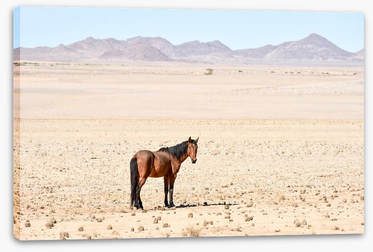 Lost in the desert
