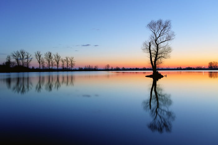 Silhouette tree reflections