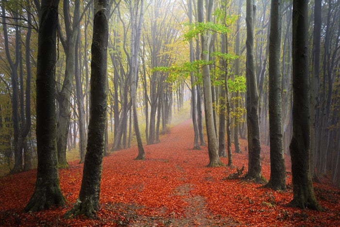 Where the leaves lead